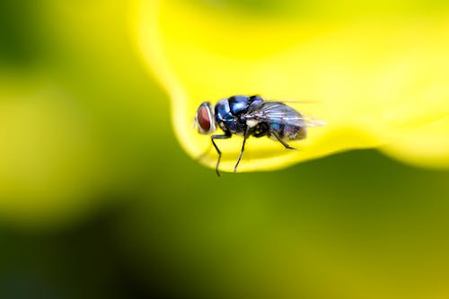 Foto d'estoc gratuïta de concentrar-se, desenfocament, fotografia macro