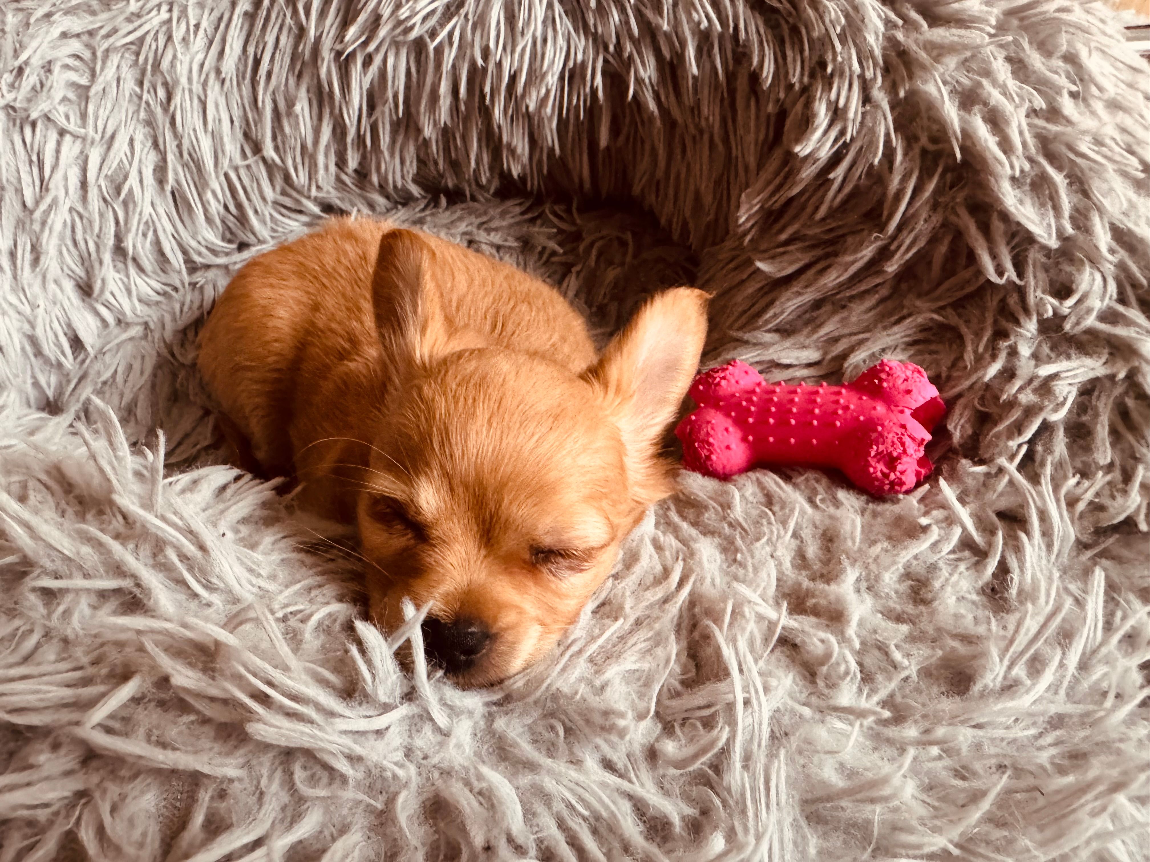 Snuggly Paws Metal Dog Grooming Comb - 7.5" Stainless Steel, Dual-Sided Teeth For Detangling &amp; Finishing — Photo by Kally