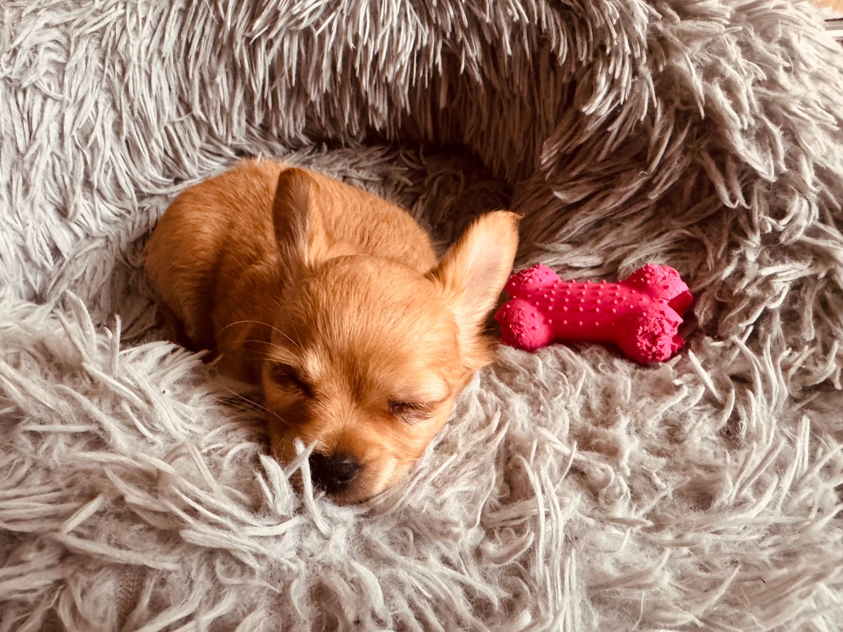 Best Dog Heartbeat Blankets & Beds: Soothe Anxiety & Improve Sleep