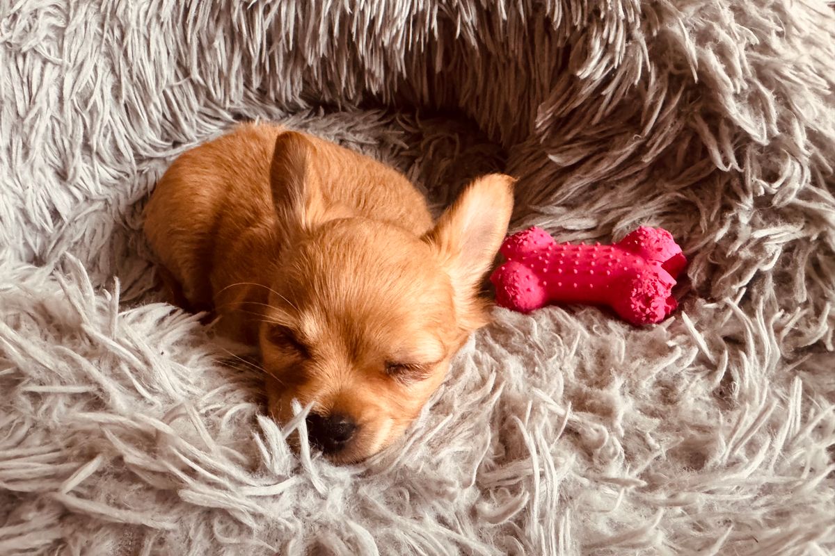 Combien dort un chien par jour ? - Pourquoi les chiens dorment-ils autant ?