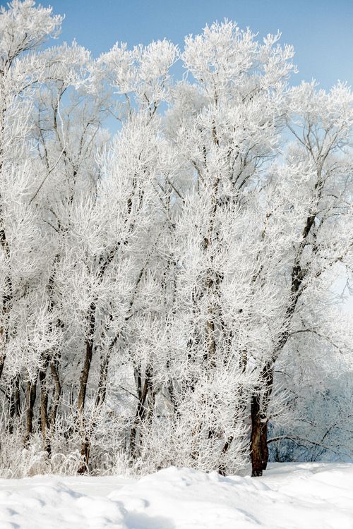Free Serene winter landscape with frost-covered trees and clear blue sky, perfect for seasonal themes. Stock Photo