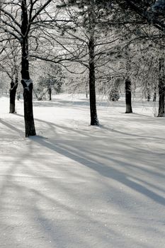 Peaceful snowy forest scene with long shadows and bare trees in winter.