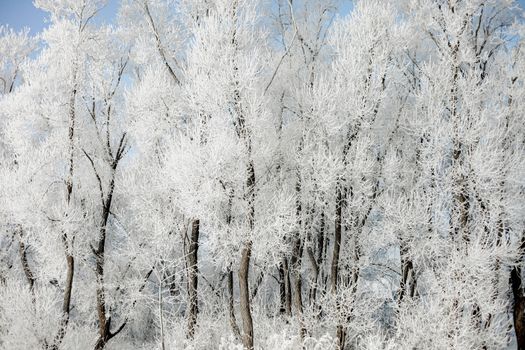Majestic snow-laden trees create a serene winter forest scene under a clear sky.