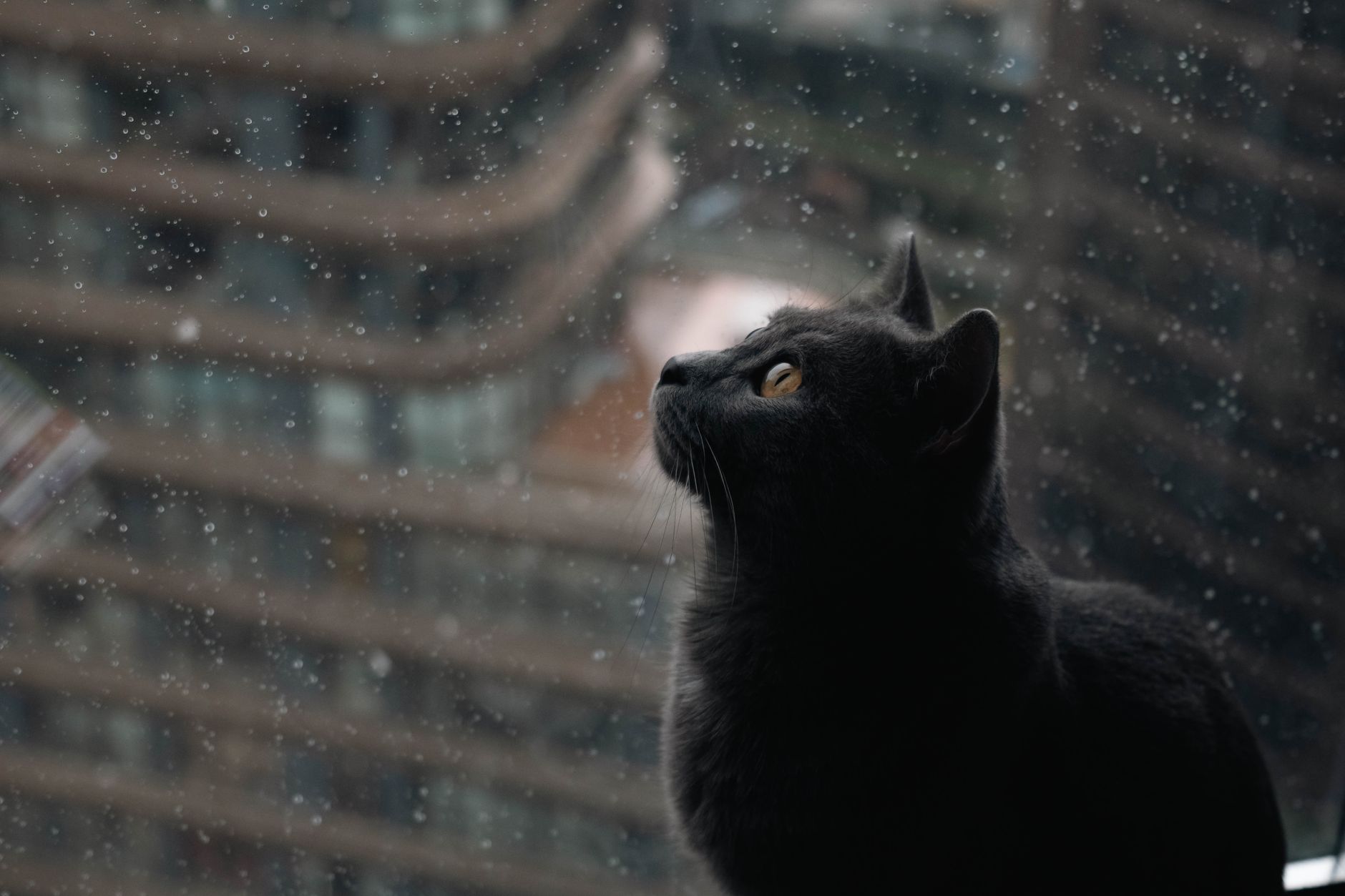 Pencereden dışarı bakan kedi
