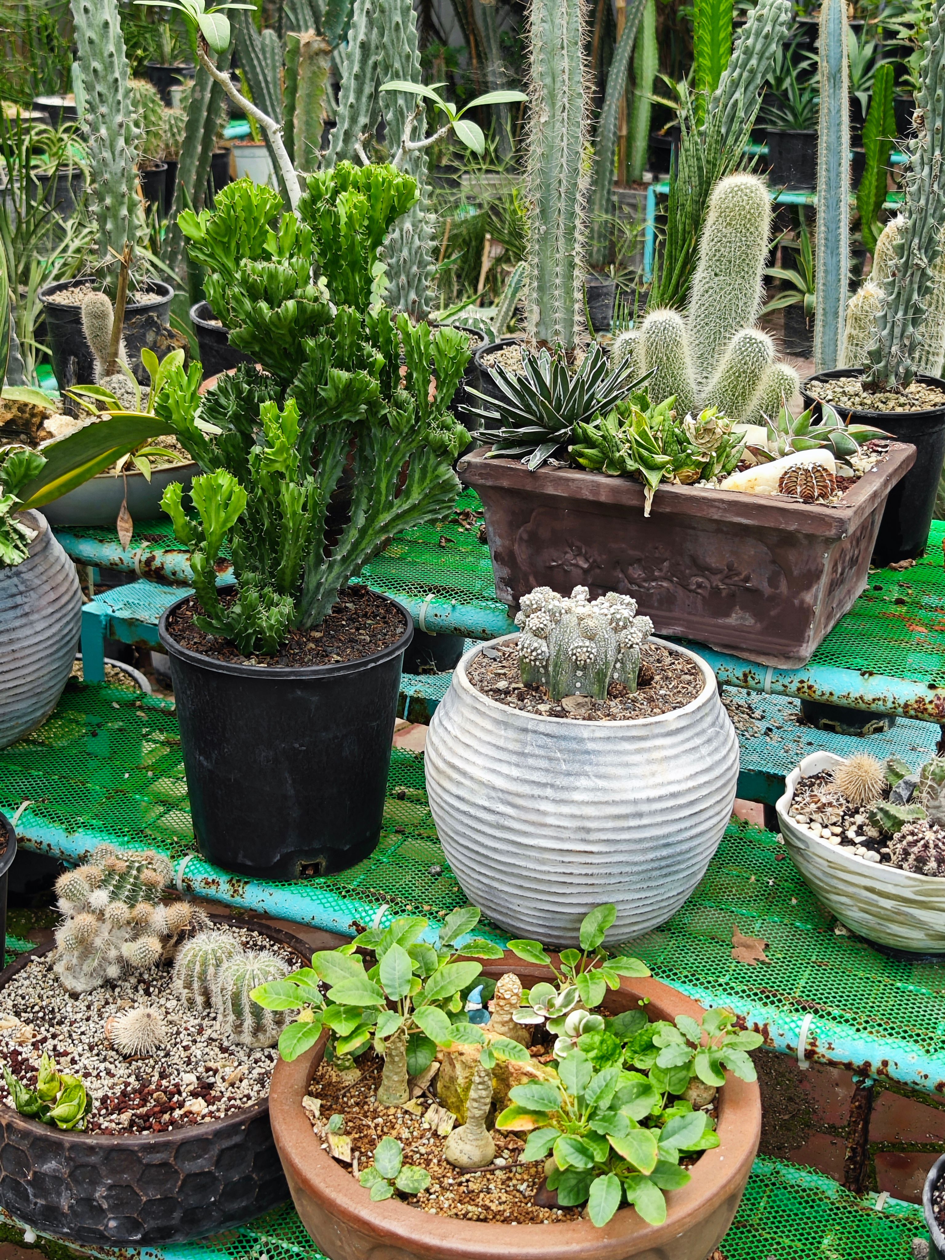 A complete guide to adaptive gardening for seniors with limited mobility