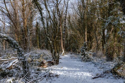 Free Tranquil snow-covered forest path in Tullygally, Northern Ireland during winter. Stock Photo