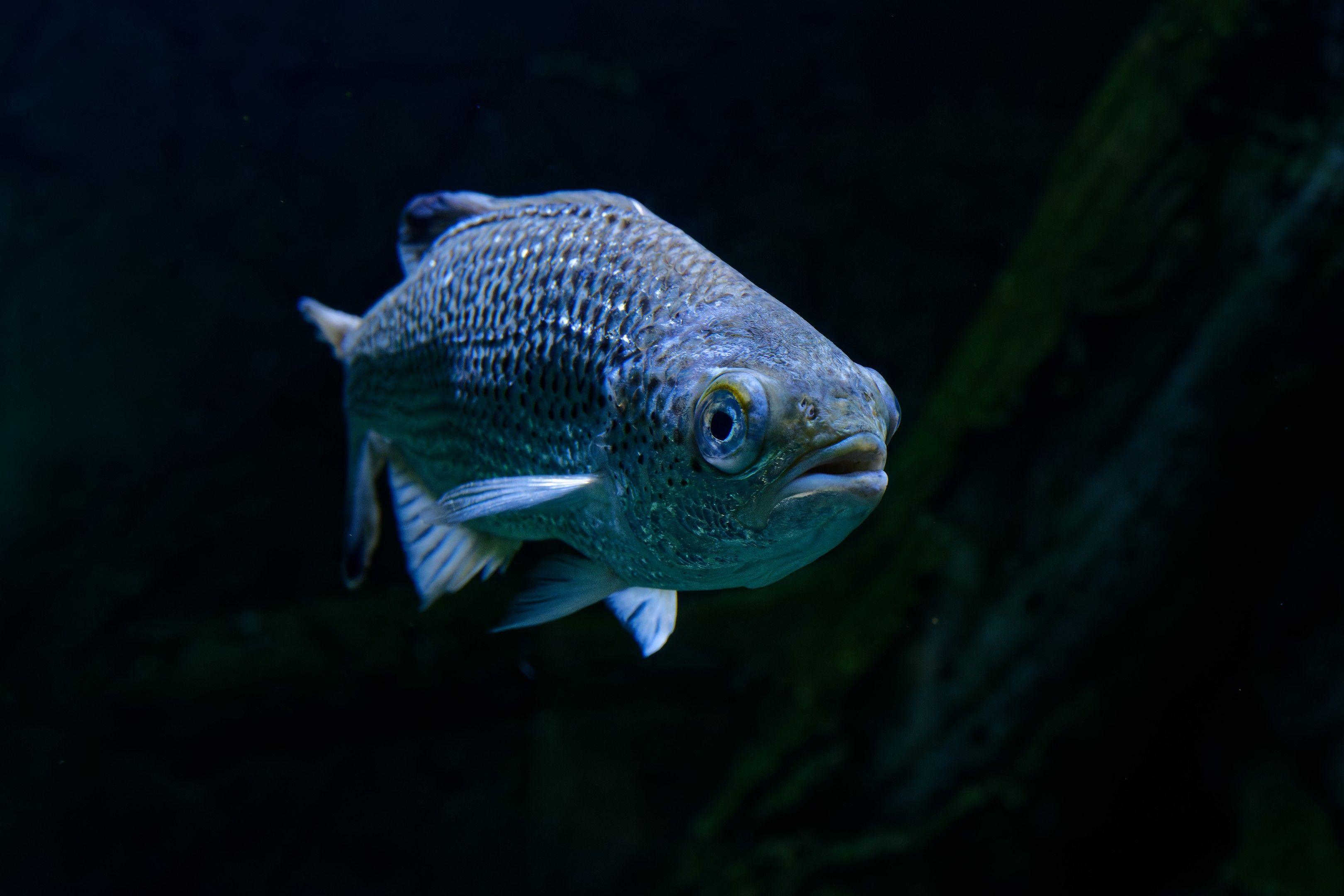 A detailed close-up of a fish swimming in a dark aquarium environment.