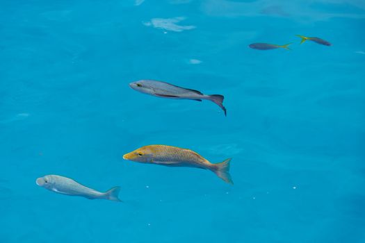 Vibrant tropical fish swimming gracefully in crystal-clear blue water, showcasing marine life beauty.