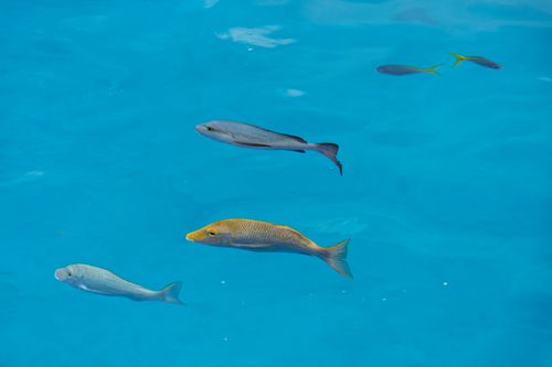 Free Vibrant tropical fish swimming gracefully in crystal-clear blue water, showcasing marine life beauty. Stock Photo