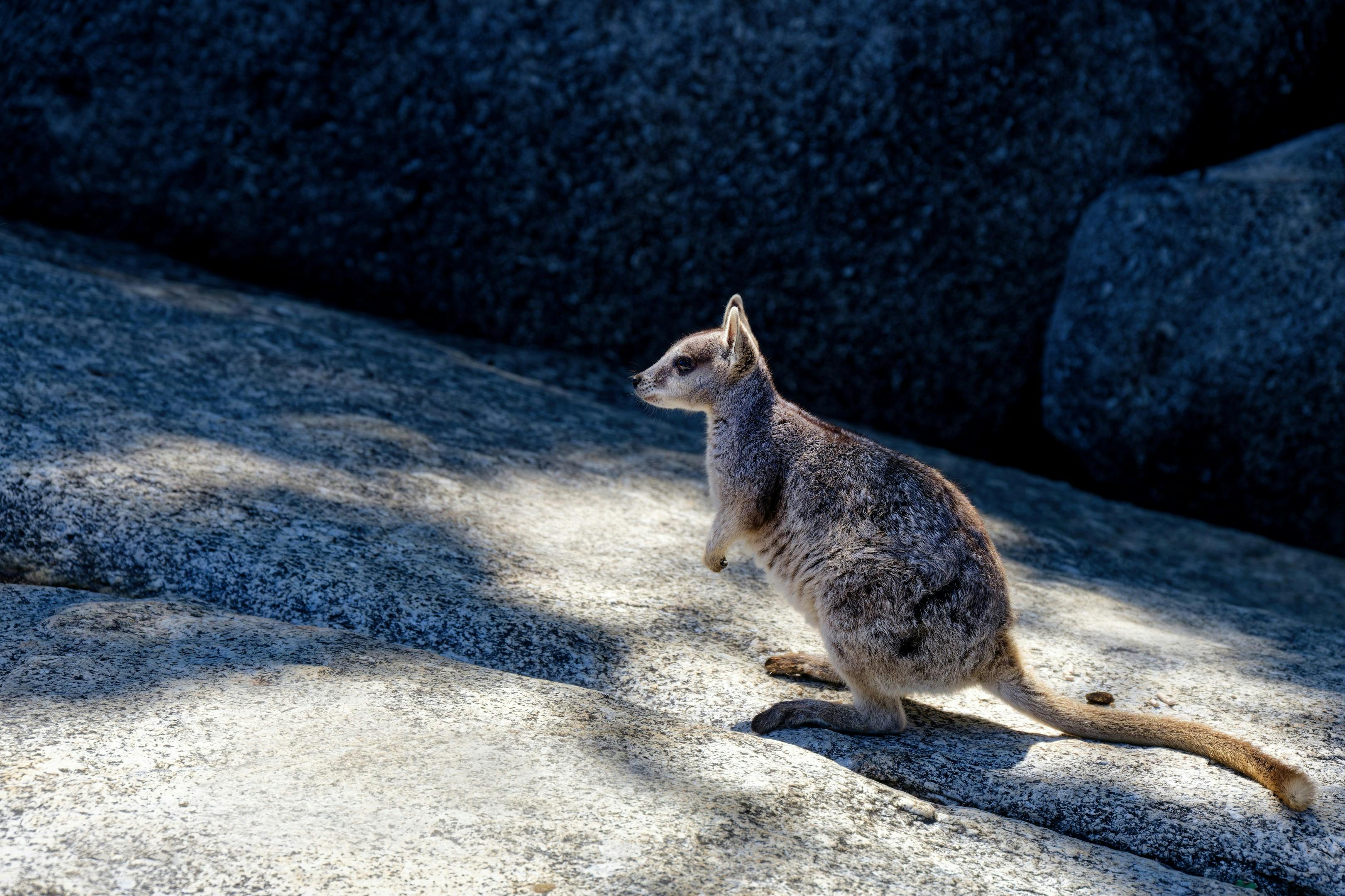 A rock wallaby perched gracefully on a granite rock under bright daylight.