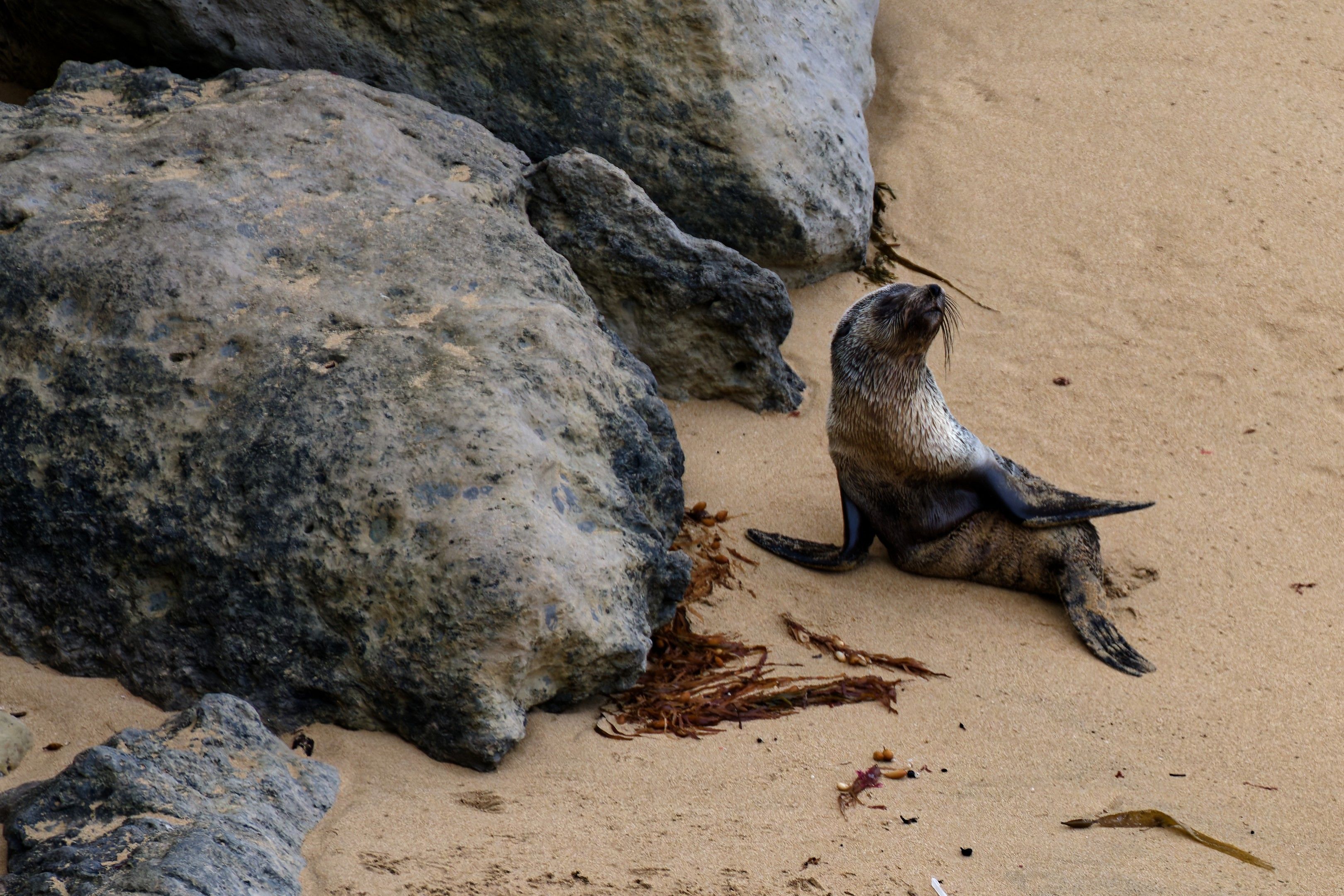 Young Australian fur seal pup resting on a sandy beach with rocky surroundings in Victoria, Australia.