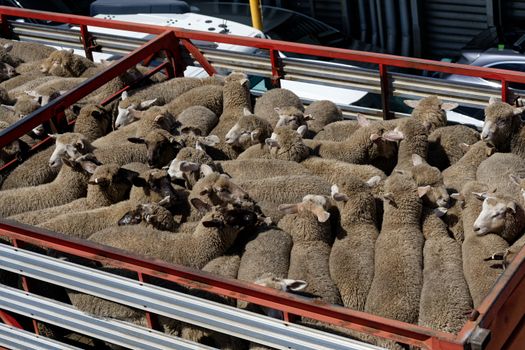 Aerial view of sheep tightly packed in a truck, illustrating farming practices.