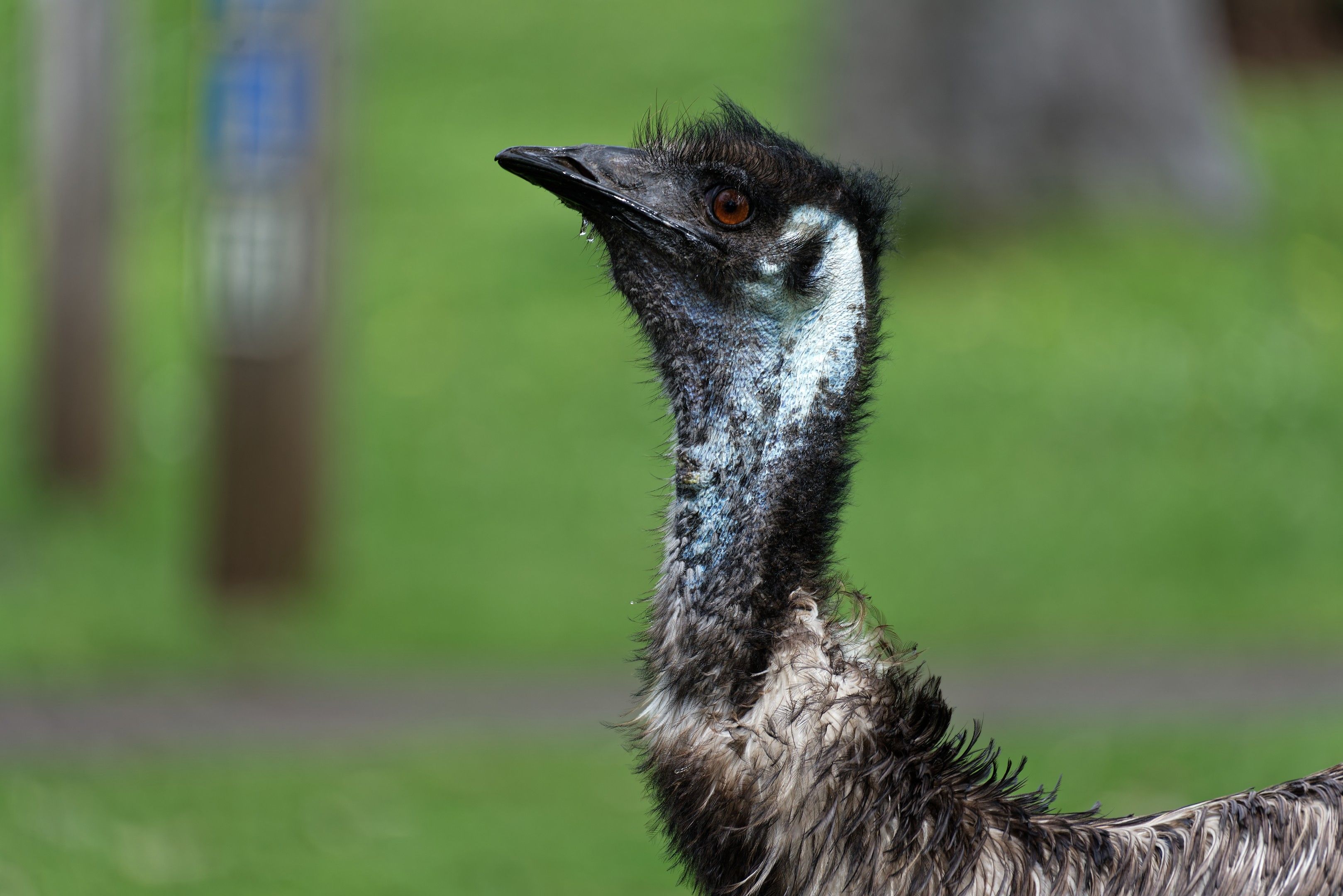 Close-up of Emu in Natural Habitat · Free Stock Photo