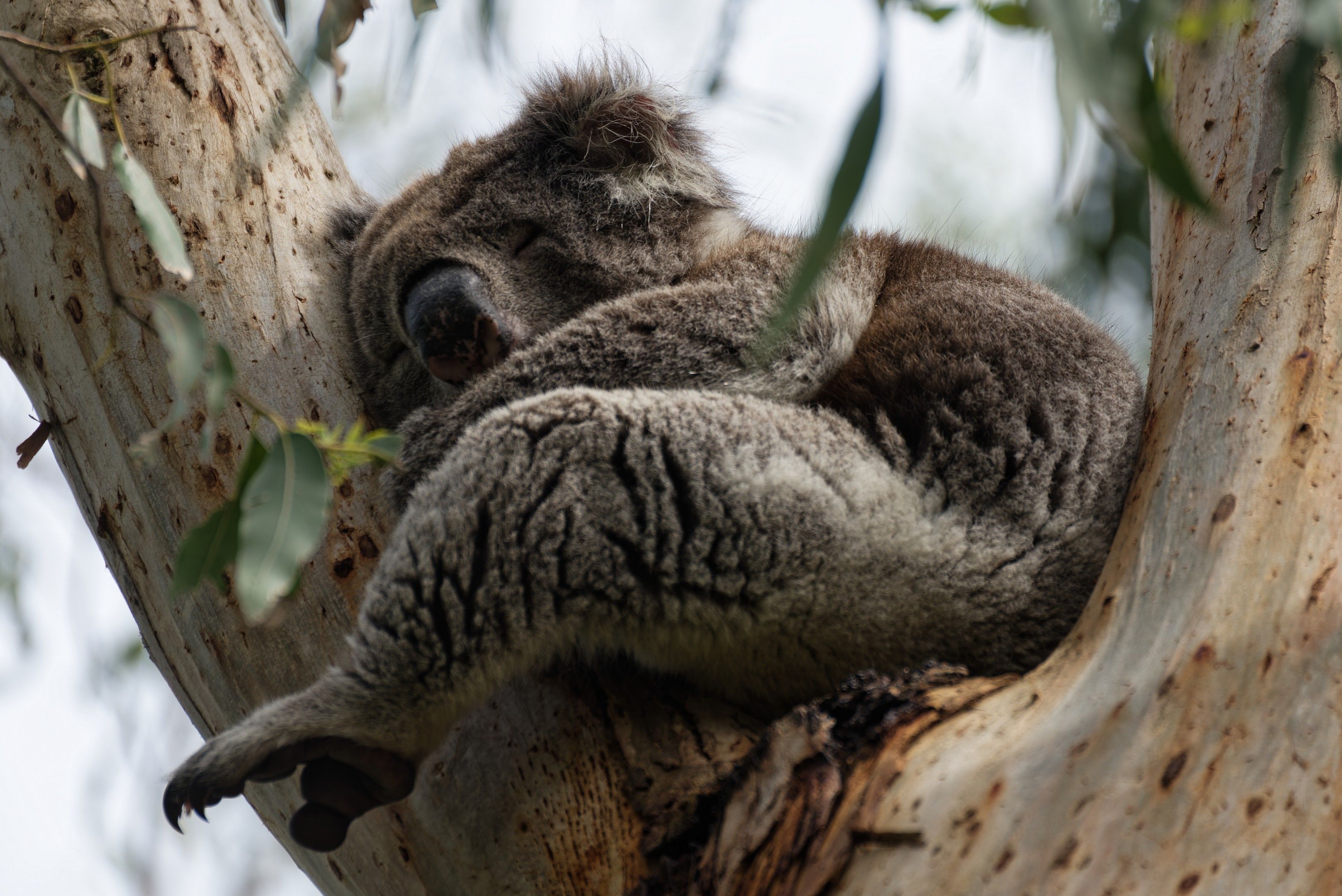 Коала: цікаві факти, спосіб життя та охорона виду — koala sleeping on eucalyptus tree Australia