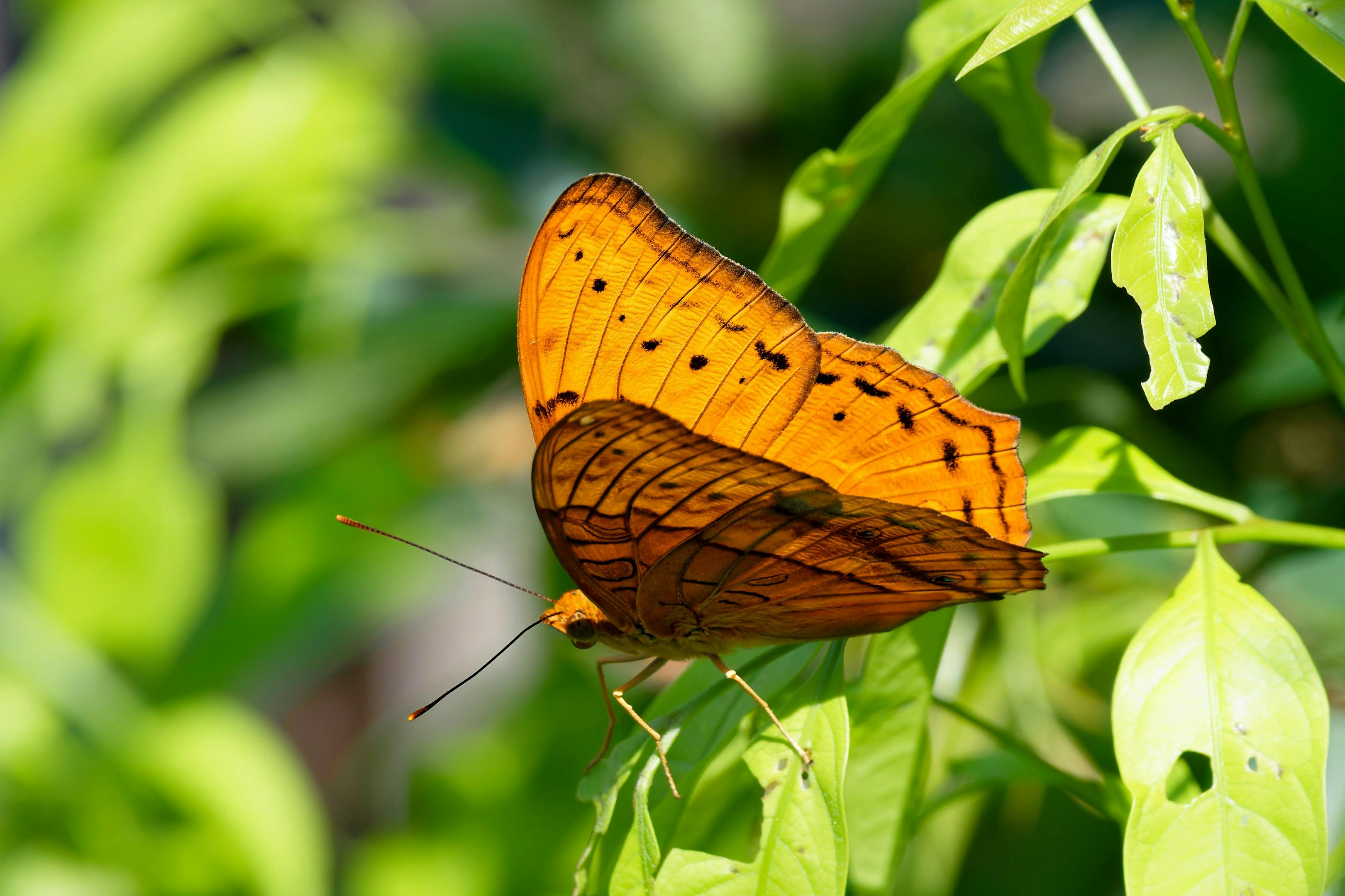 Explore the vivid beauty of an Orange Cruiser butterfly perched gracefully on a lush green leaf.