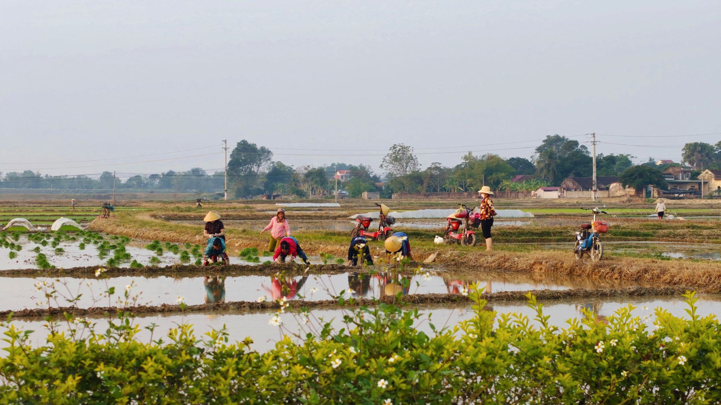 A group of farmers working in rice fields in rural Vietnam, showcasing traditional agriculture.