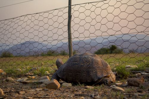 Free stock photo of tortoise Stock Photo