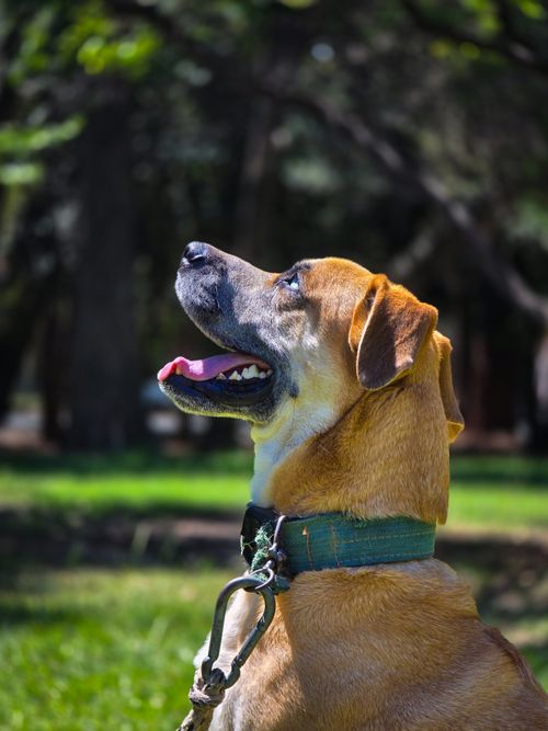 Free Side view of a happy dog sitting in a park, looking up on a sunny day. Stock Photo