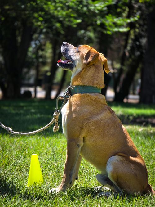 Köpek Eğitimi