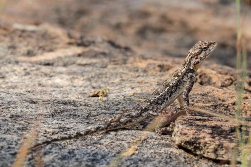 Free Close-up of Psammophilus dorsalis lizard on a rocky surface in Chendrapalli, India. Stock Photo