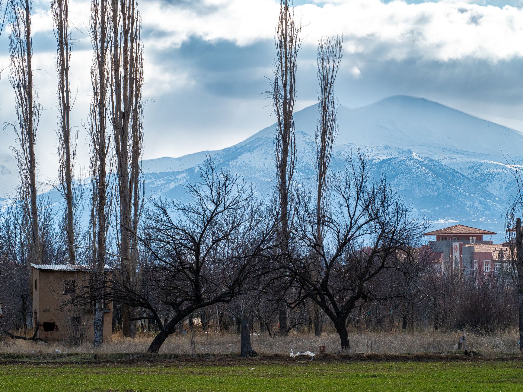 Peaceful winter scene of tall bare trees and snow-capped mountains under cloudy skies.