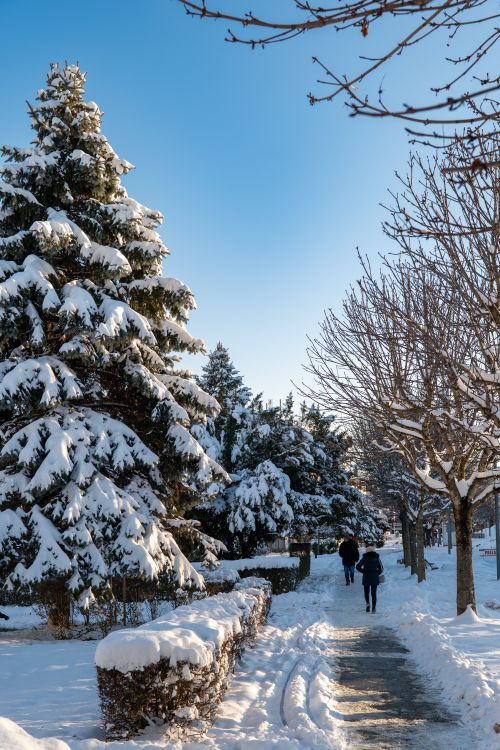 Free Serene winter street scene in Garešnica, Croatia, showcasing snowy trees and a clear blue sky. Stock Photo