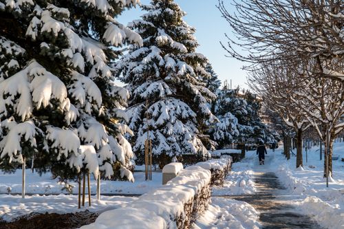 Free Tranquil winter scene with snow-covered trees lining a city street in Garešnica, Croatia. Stock Photo