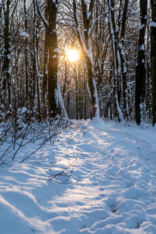 Free Sunrise through snowy trees creating a serene winter landscape. Stock Photo