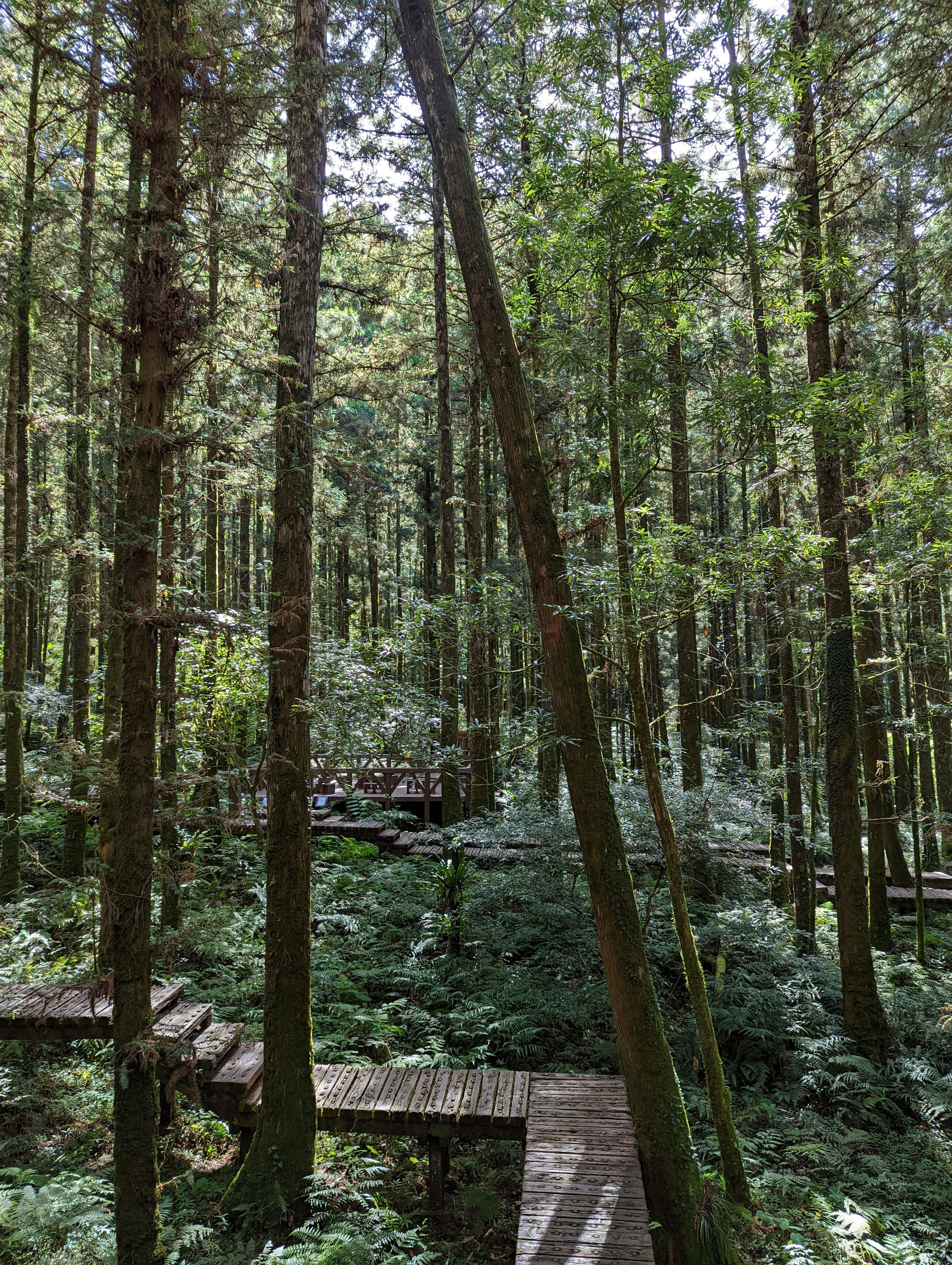 Alishan