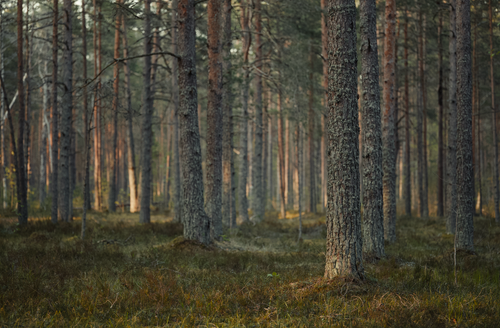 Free Sunlit forest scene with pine trees creating a serene woodland ambience. Stock Photo