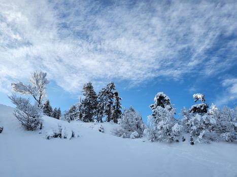 Scenic view of snow-laden trees on a hillside against a vibrant blue sky.