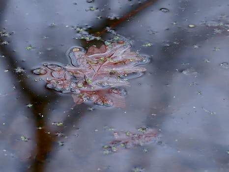 A vivid red leaf floats on a calm puddle reflecting the sky above.