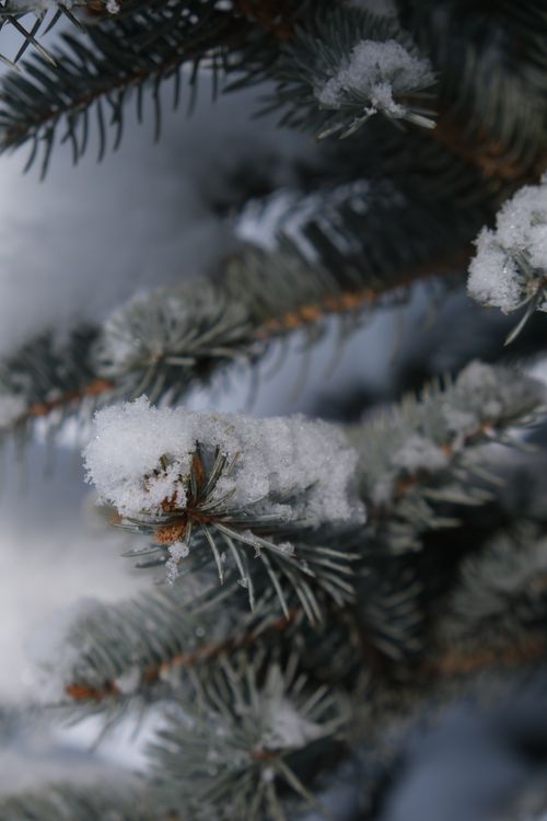 Free Detailed shot of a snow-covered pine branch in a serene winter setting, capturing nature's beauty. Stock Photo