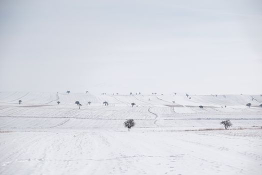Expansive snowy fields and scattered trees create a serene winter landscape.