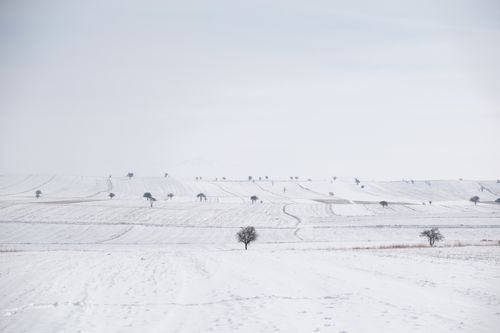Free Expansive snowy fields and scattered trees create a serene winter landscape. Stock Photo