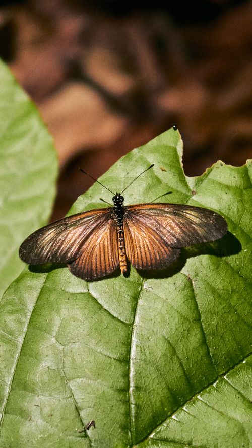 Free A vibrant butterfly with open wings perched on a large green leaf in a Nigerian forest. Stock Photo