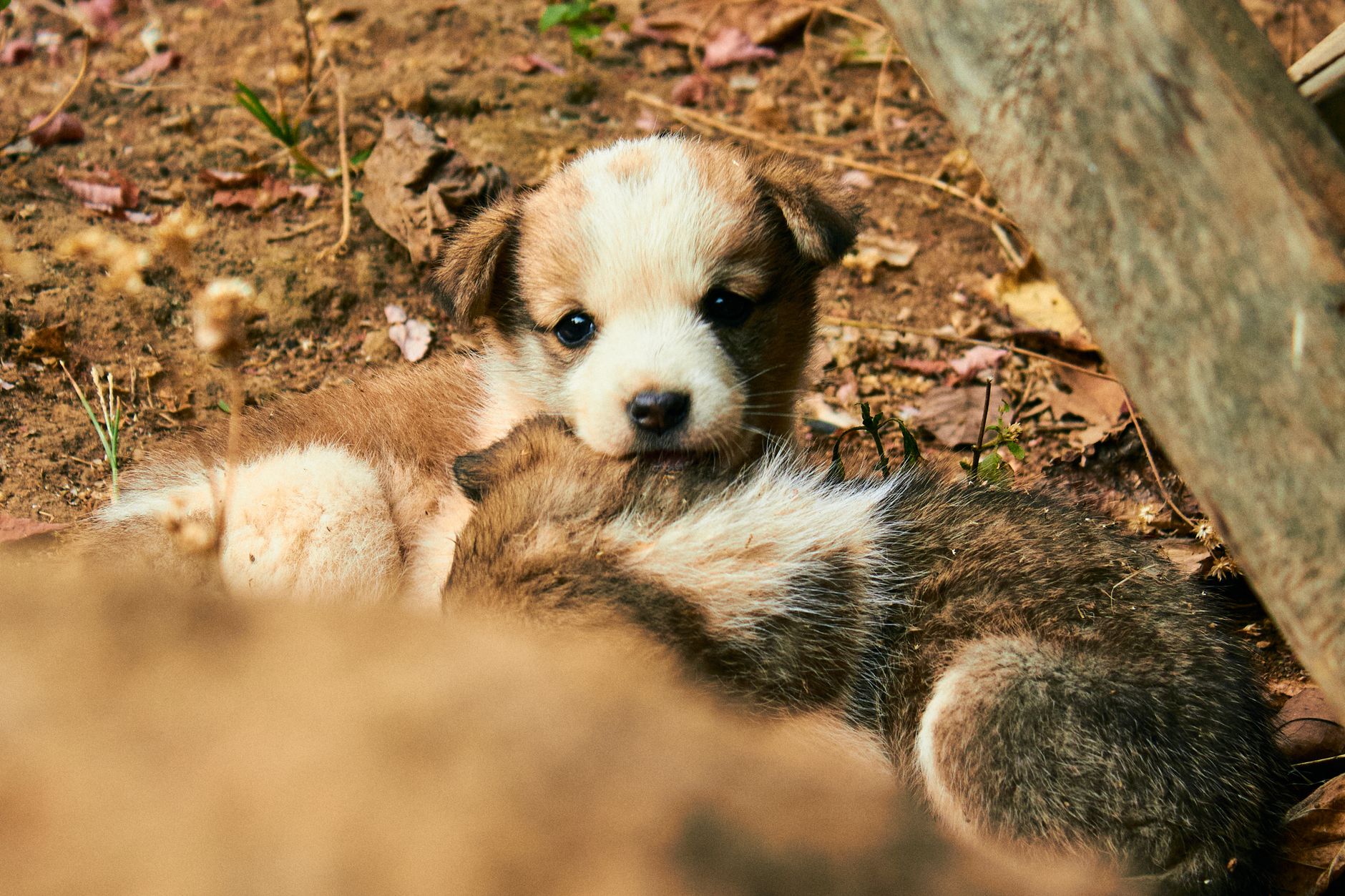 Cute puppies resting on the ground outdoors, capturing a warm and earthy tone.