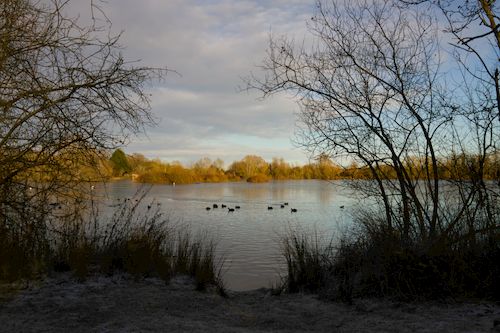 Free Serene winter scene of a lake with ducks and bare trees in England. Stock Photo