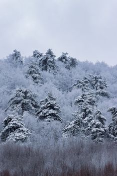 A serene winter forest with snow-laden evergreen trees against a cloudy sky.