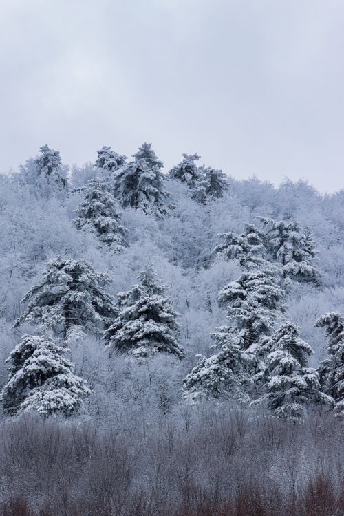 Free A serene winter forest with snow-laden evergreen trees against a cloudy sky. Stock Photo