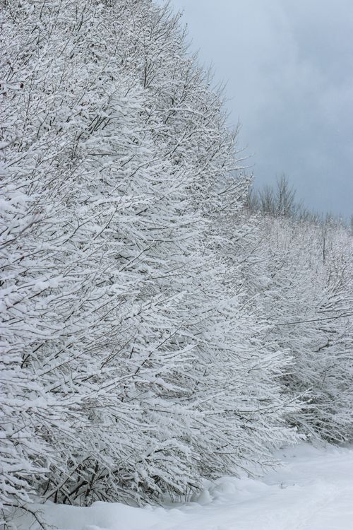 Free A tranquil winter scene with snow-laden trees and a cloudy sky in an outdoor forest setting. Stock Photo