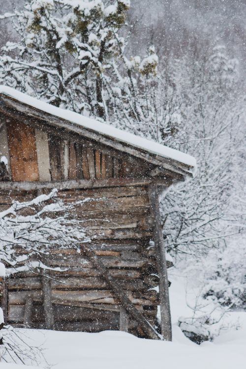 Free A rustic wooden cabin surrounded by snow-covered trees in a serene winter landscape. Stock Photo