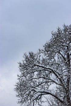 A stark winter scene of snow-covered tree branches against a cloudy sky, capturing the essence of the season.