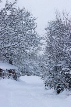 A peaceful snow-covered path lined with bare trees in winter. Perfect for nature and travel themes.