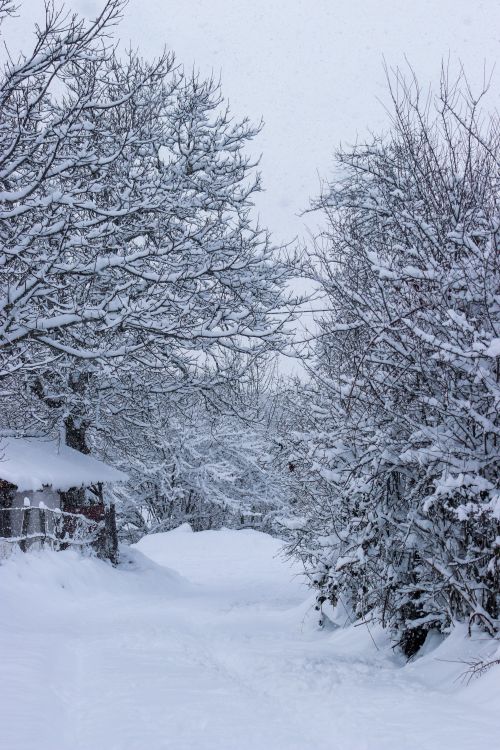 Free A peaceful snow-covered path lined with bare trees in winter. Perfect for nature and travel themes. Stock Photo