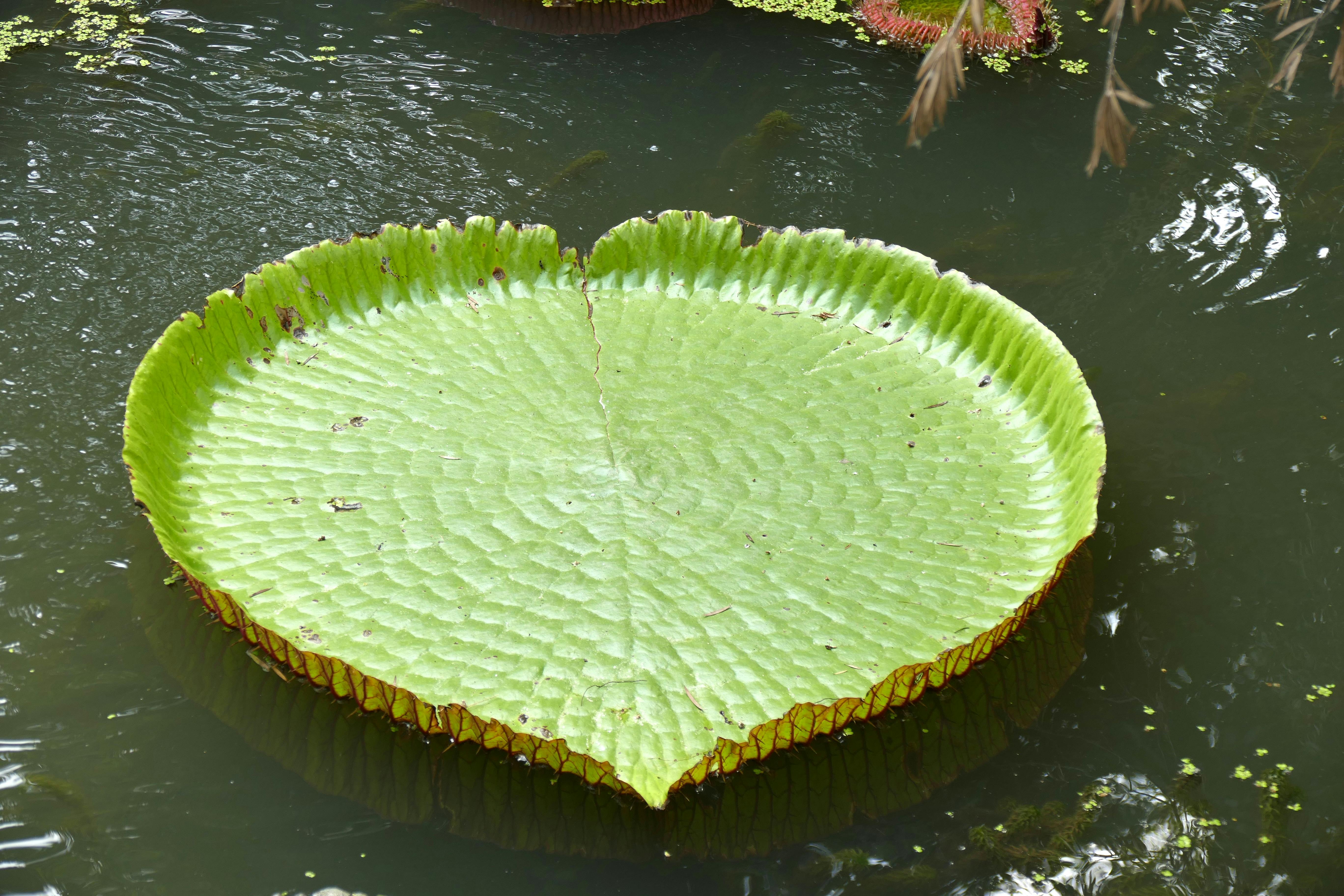 Giant Victoria Water Lily Season — Amazon Bolivia