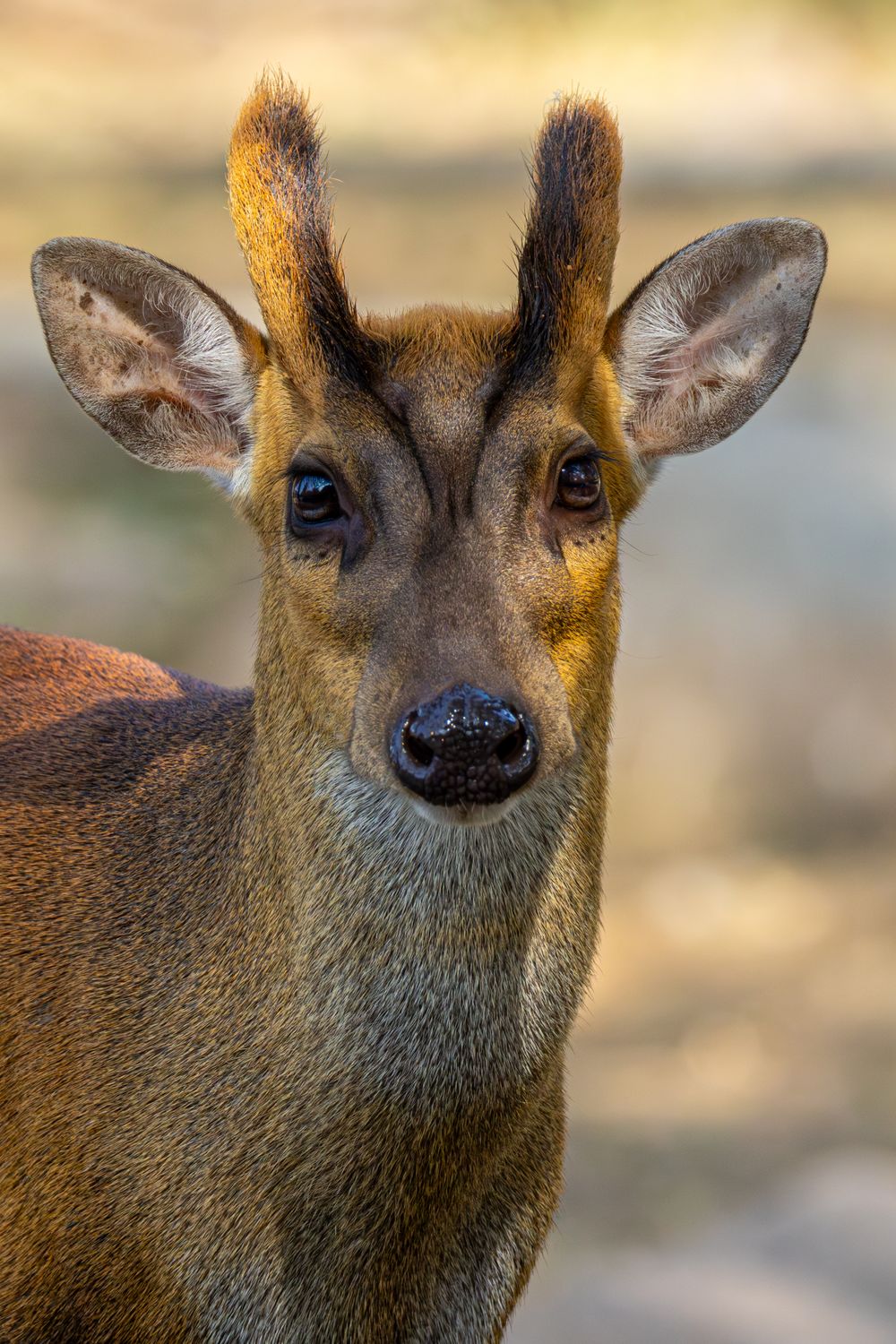 Close up Portrait Of A Muntjac Deer Free Stock Photo close-up-portrait-of-a-muntjac-deer-free-stock-photo