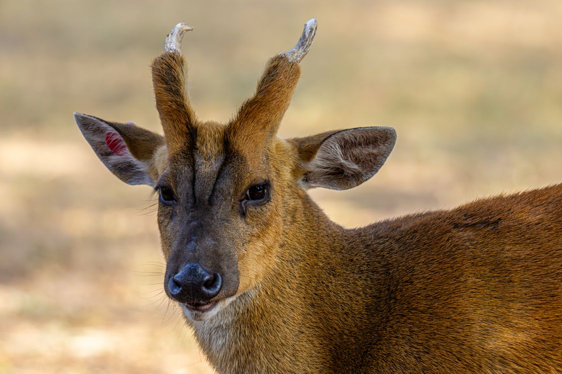 Close up Portrait Of A Muntjac Deer In Nature Free Stock Photo close-up-portrait-of-a-muntjac-deer-in-nature-free-stock-photo