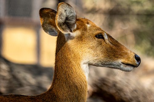 Free A close-up side profile of a deer, showcasing its majestic features and soft fur under warm sunlight. Stock Photo