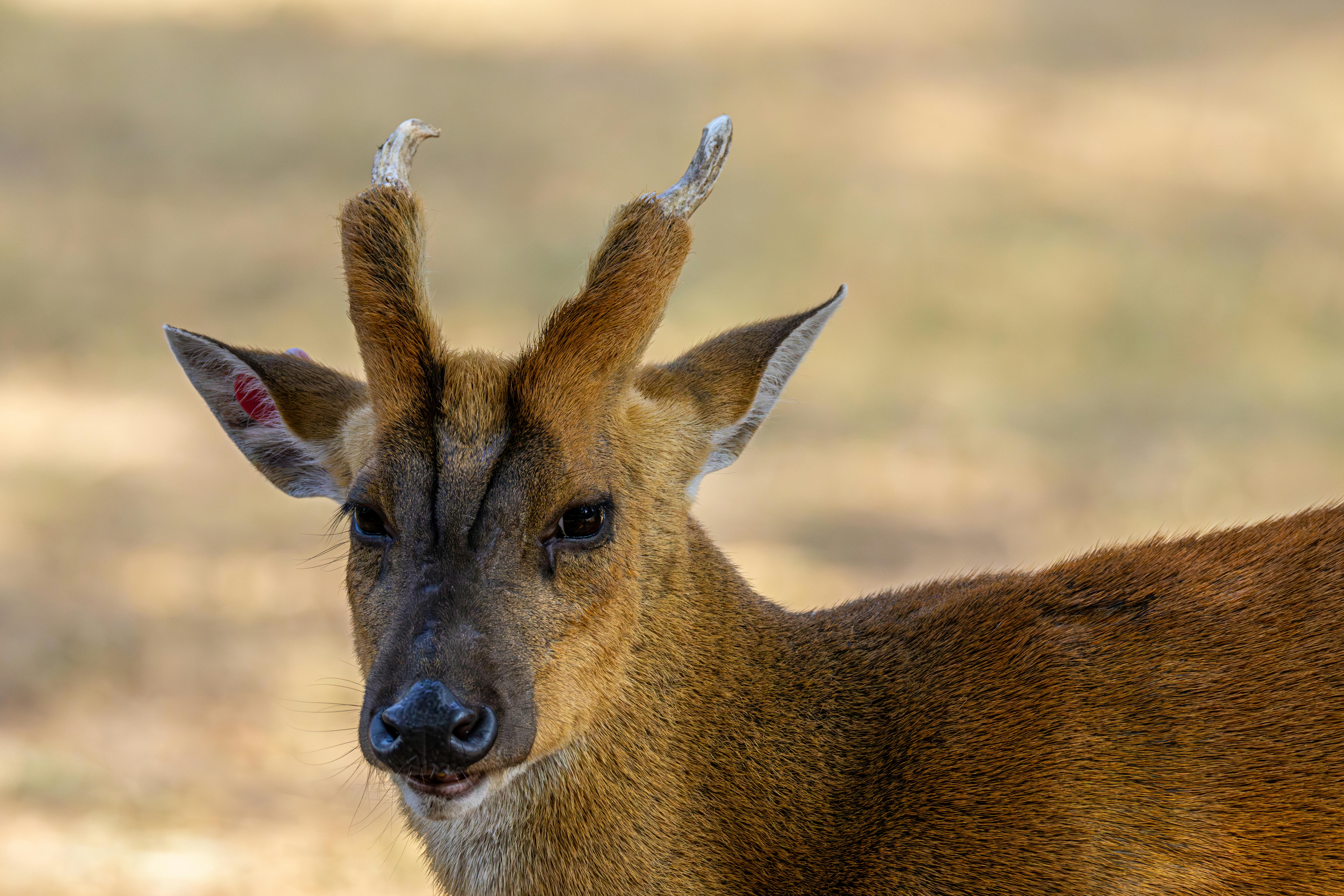 grátis Um close detalhado de um veado-muntjac em seu habitat natural, exibindo seus chifres únicos. Foto profissional